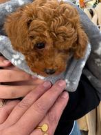 Toy poedel toy poedel puppy toy poedel puppy toy poedeltje, Dieren en Toebehoren, Poedel, Rabiës (hondsdolheid), Reu, 8 tot 15 weken