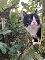 Kitten 6 maanden, Dieren en Toebehoren, Katten en Kittens | Overige Katten, Poes