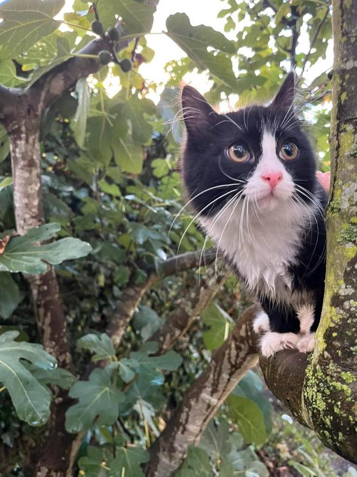 Kitten 6 maanden met spoed weg, Dieren en Toebehoren, Katten en Kittens | Overige Katten, Poes