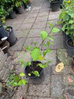 zaailing lantana   iets aparts, Volle zon, Eenjarig, Zomer, Ophalen