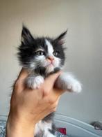 Mainecoon kittens 3/4, Dieren en Toebehoren, Katten en Kittens | Raskatten | Langhaar, Meerdere dieren, Ontwormd, 0 tot 2 jaar