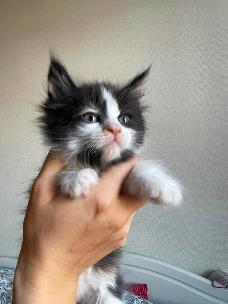 Mainecoon kittens 3/4, Dieren en Toebehoren, Katten en Kittens | Raskatten | Langhaar, Meerdere dieren, 0 tot 2 jaar, Ontwormd