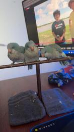 Muisparkiet, Dieren en Toebehoren, Papegaai