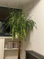 Zaagcactus Vetplant - Prachtige Epiphyllum Anguliger, Huis en Inrichting, Ophalen, Vetplant, Halfschaduw, In pot