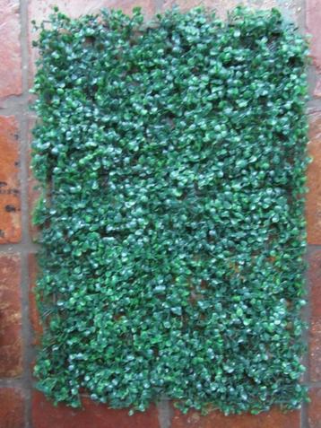 	BUXUS KUNST PLAAT beschikbaar voor biedingen