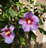 Jonge paarse hibiscus plantjes, Volle zon, Vaste plant, Zomer, Ophalen