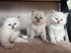 Lieve Ragdoll kittens - December beschikbaar