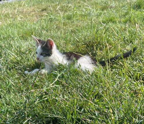 Jonge boerderijkittens te koop – Gezond, Sociaal & Speels!, Dieren en Toebehoren, Katten en Kittens | Overige Katten, Kortharig