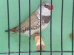 pastel diamantvink, Dieren en Toebehoren, Vogels | Overige Vogels, Mannelijk, Tropenvogel