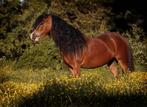 Welsh A merrie en tevens palomino hengstveulen, Dieren en Toebehoren, Paarden, Merrie, Minder dan 160 cm, Gechipt, 7 tot 10 jaar