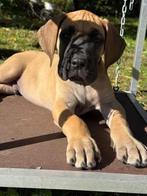 Duitse dog pups, Particulier, Rabiës (hondsdolheid), Overige rassen, 8 tot 15 weken
