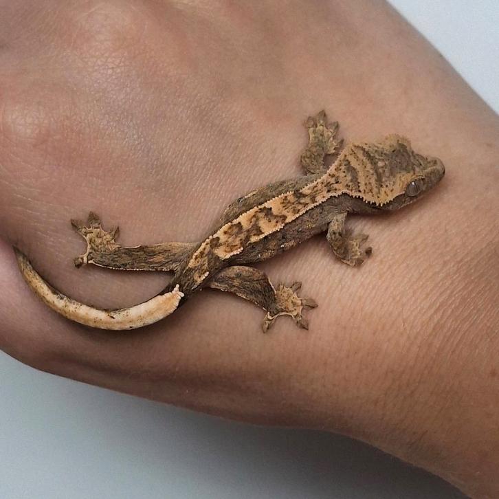 Mooie partial pinstripe wimpergekko/crested gecko, Dieren en Toebehoren, Reptielen en Amfibieën, Hagedis, 0 tot 2 jaar