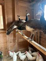 Jongen pauwen hennen en hanen, Meerdere dieren, Overige soorten