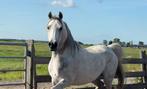 Arabische volbloeds/ Arabier, Dieren en Toebehoren, Paarden, Merrie, Minder dan 160 cm, Gechipt, Niet van toepassing
