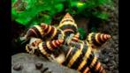 Slaketende Helena slakken, Dieren en Toebehoren, Vissen | Aquariumvissen, Slak of Weekdier