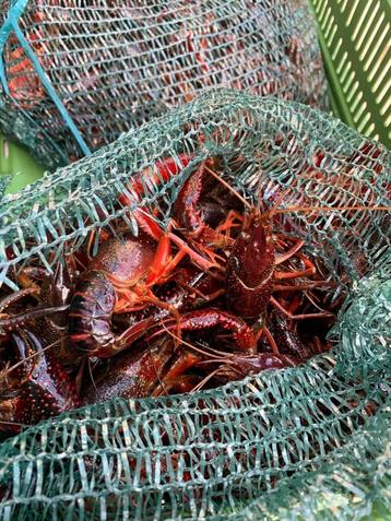 rivierkreeft, crayfish, beschikbaar voor biedingen