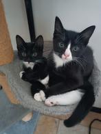 Kittens, Meerdere dieren, Kortharig, 0 tot 2 jaar