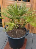 Chamaerops Humilis NL kweek, 100 tot 250 cm, Zomer, Palmboom, Ophalen