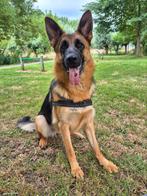 Nina duitse herder teef, Dieren en Toebehoren, Honden | Herdershonden en Veedrijvers, Parvo, 1 tot 2 jaar, Teef, Eén hond