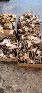 Ree gewei geweien jacht jagen Veluwe partij, Ophalen, Hert, Gewei of Kop