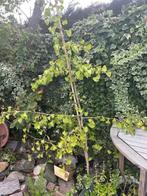 gingko, japanse notenboom, Tuin en Terras, Planten | Bomen, In pot, Bloeit niet, 100 tot 250 cm, Overige soorten
