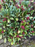 Skimmia Viburnum Siergras Miscanthus Pennisetum Carex enz, Ophalen, Overige soorten, 100 tot 250 cm