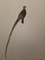 prachtige opgezette koningsfazant, Ophalen of Verzenden, Zo goed als nieuw, Vogel, Opgezet dier