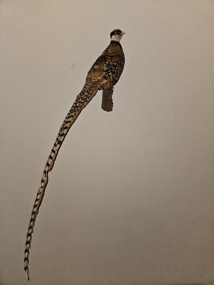 prachtige opgezette koningsfazant, Verzamelen, Dierenverzamelingen, Zo goed als nieuw, Opgezet dier, Vogel, Ophalen of Verzenden