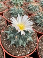 Cactus Thelocactus Rinconensis in de 15cm pot, Ophalen of Verzenden, Minder dan 100 cm, Bloeiende kamerplant, Volle zon