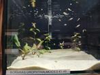 Boraras urophtalmoides, Dieren en Toebehoren, Vissen | Aquariumvissen, Vis