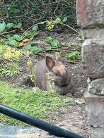Prachtige konijntjes, Dieren en Toebehoren, Konijnen, Mannelijk, Dwerg, 0 tot 2 jaar