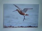 Rosse Grutto vogel, Verzenden, Vogel