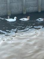 Diverse kleuren kwaker koppels, Dieren en Toebehoren, Pluimvee, Meerdere dieren, Eend