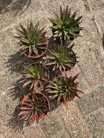 Vetplanten, Tuin en Terras, Planten | Tuinplanten, Ophalen, Overige soorten, Volle zon