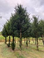 Taxus, Tuin en Terras, Ophalen, Bloeit niet, Halfschaduw, Overige soorten