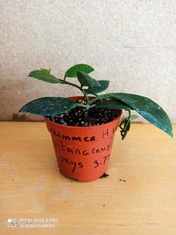 Hoya Sipitangens potmaat 6.5 nummer H1193 beschikbaar voor biedingen