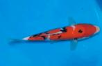 Leuke nagoshi Sanke te koop, Karper of Koi