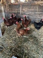 4 Rhode Red Island Kippen, Dieren en Toebehoren, Pluimvee, Vrouwelijk, Kip