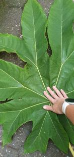 Tetrapanax Steroidal Giant exotische/jungle tuin plant, Overige soorten, Volle zon, Vaste plant, Ophalen of Verzenden
