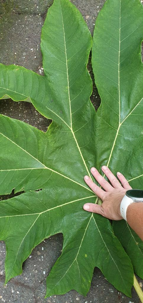 Tetrapanax Steroidal Giant exotische/jungle tuin plant, Tuin en Terras, Planten | Tuinplanten, Vaste plant, Overige soorten, Volle zon