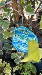 Hedera’s glacier zilverbont hoog 90/100 super goedkoop 2,95, Tuin en Terras, Ophalen, Bloeit niet, Vaste plant, Halfschaduw