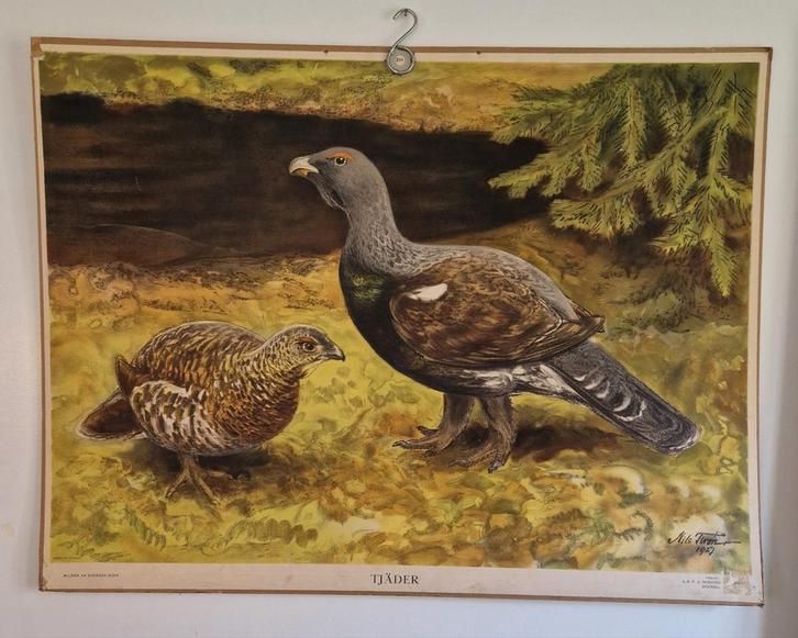 Zweedse Antieke Schoolplaat Auerhoen Vogels Tjäder, Antiek en Kunst, Antiek | Schoolplaten, Natuur en Biologie, Ophalen