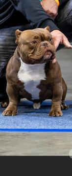 Dekreu micro exotic bully, Dieren en Toebehoren, België, Particulier, Rabiës (hondsdolheid), Reu