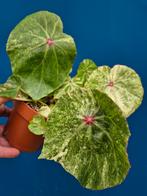 Begonia Rouge Variegata p12 (4), Ophalen of Verzenden, Halfschaduw, Minder dan 100 cm