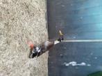 Loopeend man, Dieren en Toebehoren, Pluimvee, Mannelijk, Eend