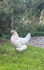 Auracana lavendel hennen 2 stuks, Dieren en Toebehoren, Pluimvee, Vrouwelijk, Kip