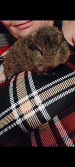 2 mooie lieve cavia's 2 beertjes 7 mnd oud, Cavia, Juni, Mannelijk, Tam