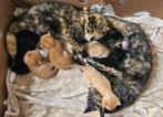 6 lieve kittens zoeken huisje, Dieren en Toebehoren, Katten en Kittens | Overige Katten, Meerdere dieren