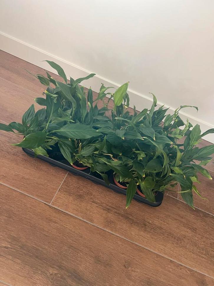 Mooie Spathiphyllum (Lepelplant) - luchtzuiverend!, Huis en Inrichting, Kamerplanten, Overige soorten, Minder dan 100 cm, Bloeiende kamerplant