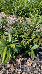 Prunus lau. Zambeliana, Ophalen, Laurier